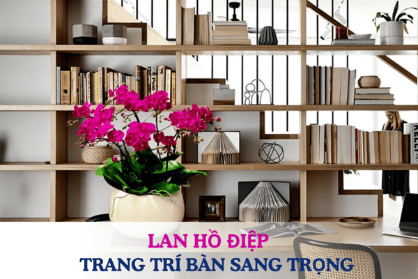 Chậu Lan Hồ Điệp Trang Trí Bàn Sang Trọng